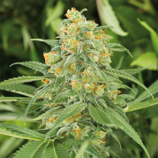 Green Crack 2.0 Feminisierte Samen