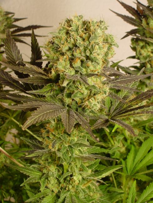 Motavation Feminised Seeds