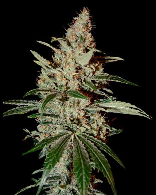 Chem Dog Feminised Seeds