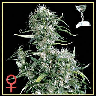 Neville's Haze Feminised Seeds