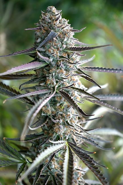 Pineapple Chem Auto feminisierte Samen