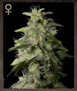 Money Maker Feminised Seeds