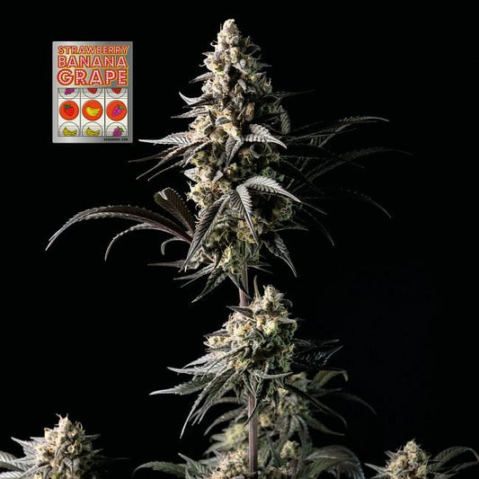 Strawberry Banana Grape Feminised Seeds