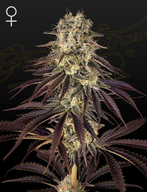 Kong's Krush Feminised Seeds