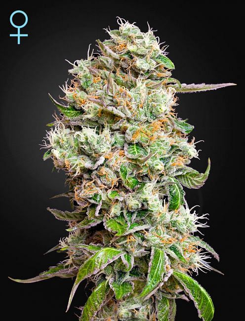 King's Kush CBD Auto feminisierte Samen 