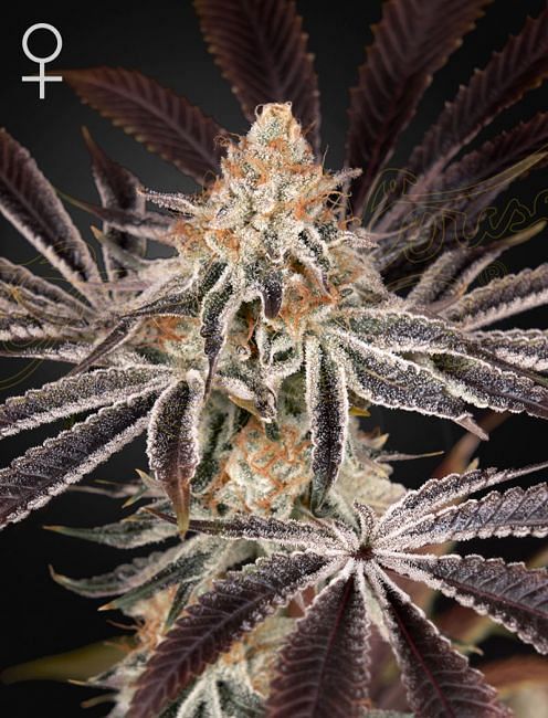 Dark Phoenix Feminised Seeds