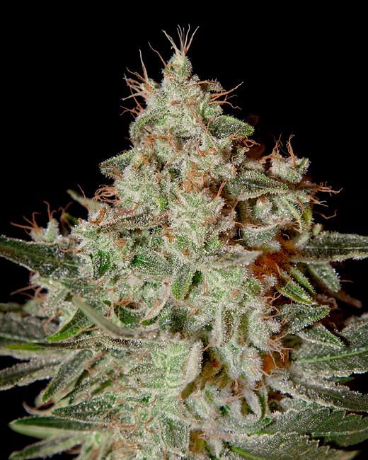 Feminisierte Lemon Skunk-Samen 