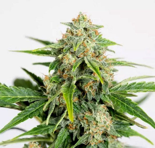 Amnesia Pure CBD Auto feminisierte Samen