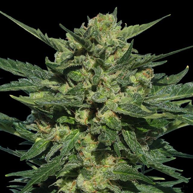 White Russian Auto feminisierte Samen