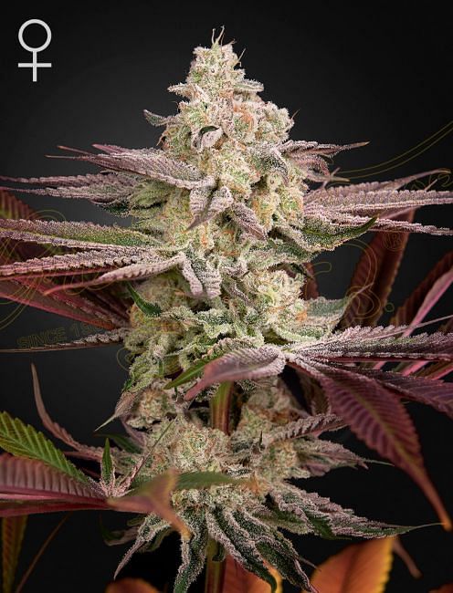 Chemical Bride Feminised Seeds