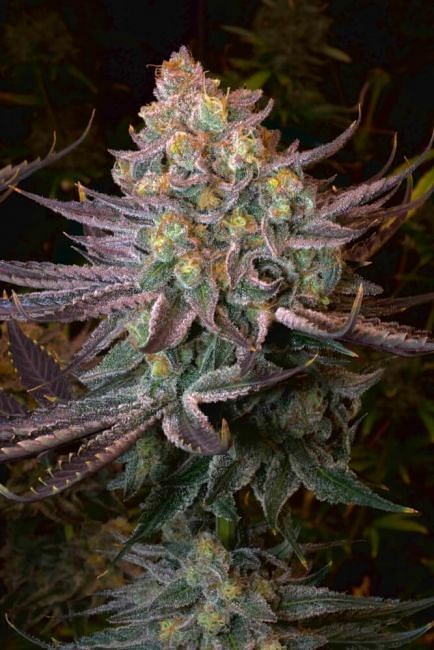 Seriotica Feminised Seeds