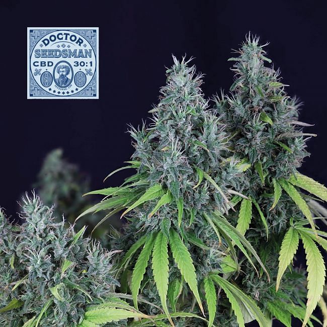 Doctor Seedsman CBD 30:1 feminisierte Samen