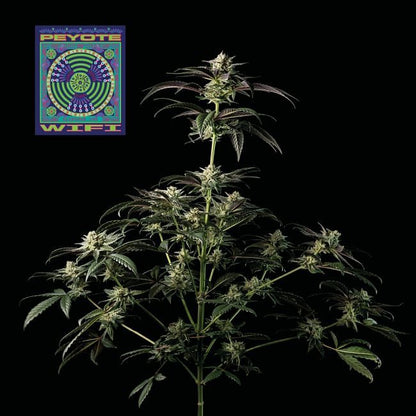 Peyote Wi-Fi Feminised Seeds