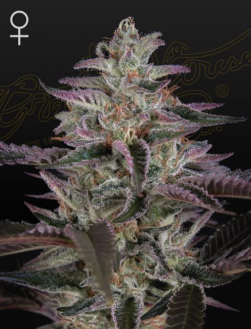 Banana Krumble Feminised Seeds