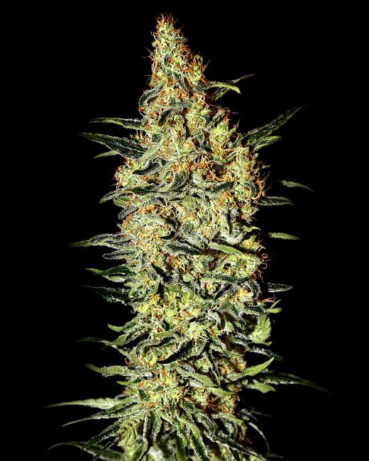 Neville's Haze Feminised Seeds