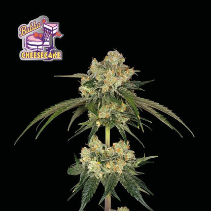 Bubba Cheesecake Feminised Seeds