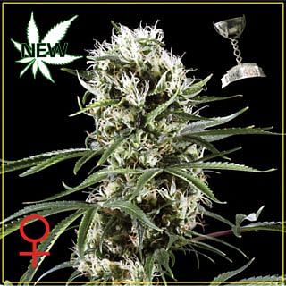 Super Lemon Haze Auto feminisierte Samen 