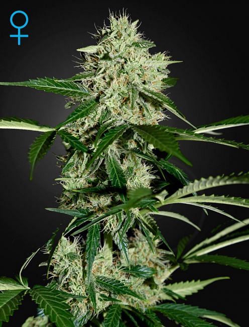 Northern Lights Auto feminisierte Samen