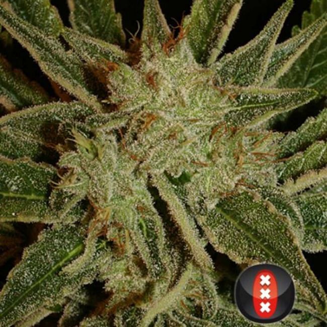 Bubble Gum Feminised Seeds