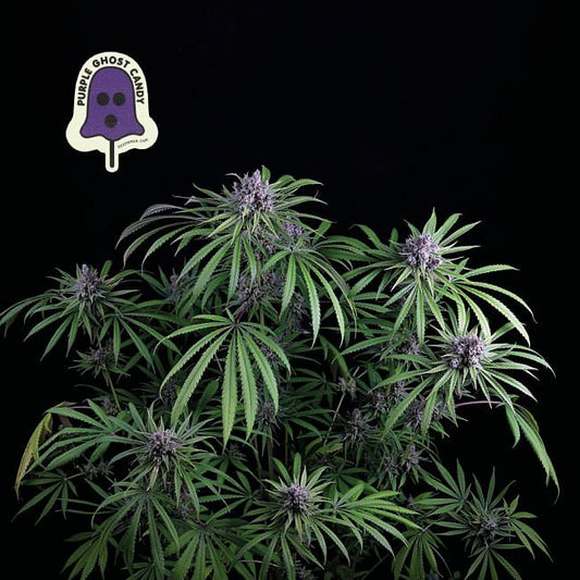 Purple Ghost Candy Feminised Seeds