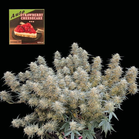 Strawberry Cheesecake Auto Feminised Seeds