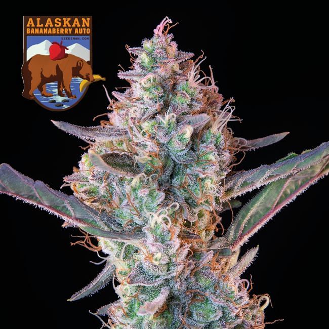 Alaskan Bananaberry Auto feminisierte Samen