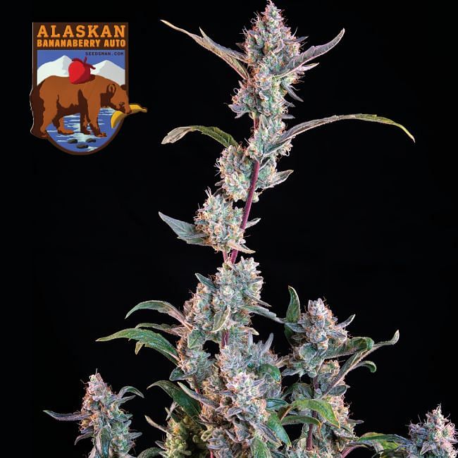 Alaskan Bananaberry Auto feminisierte Samen