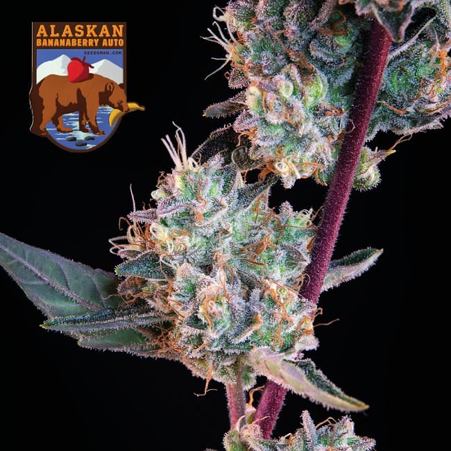 Alaskan Bananaberry Auto Feminised Seeds