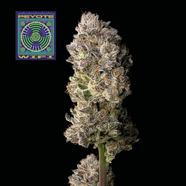 Peyote Wi-Fi Feminised Seeds