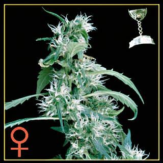 Arjan's Ultra Haze #1 Feminised Seeds