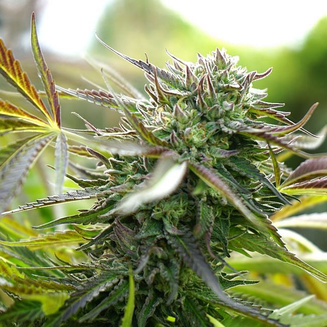 Pineapple Chem Auto feminisierte Samen