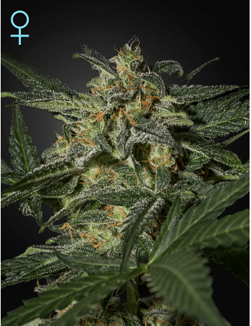 White Widow CBD Auto Feminised Seeds