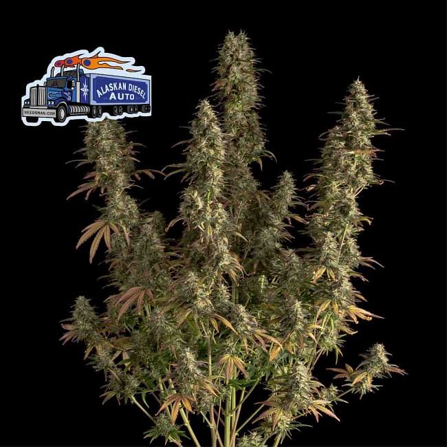 Alaskan Diesel Auto Feminisierte Samen