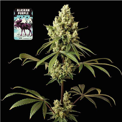 Alaskan Purple Feminised Seeds