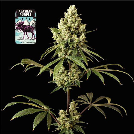 Alaskan Purple Feminisierte Samen