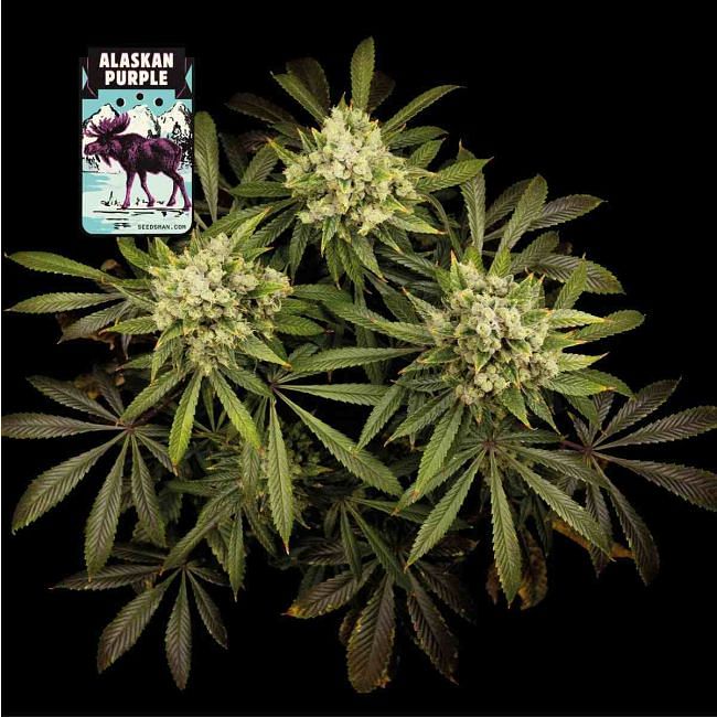 Alaskan Purple Feminised Seeds