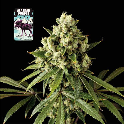 Alaskan Purple Feminised Seeds