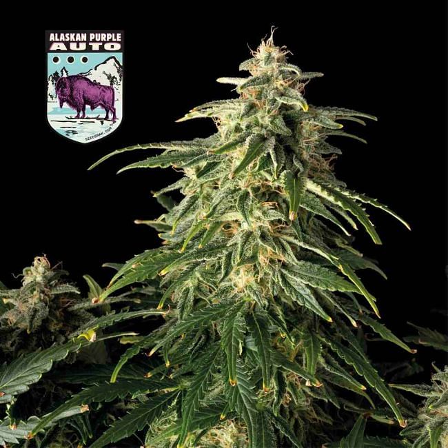 Alaskan Purple Auto Feminised Seeds