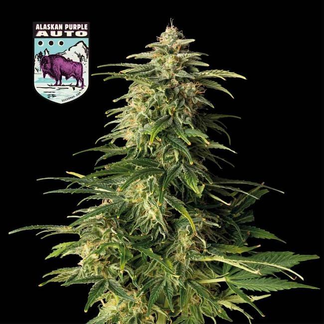 Alaskan Purple Auto Feminised Seeds