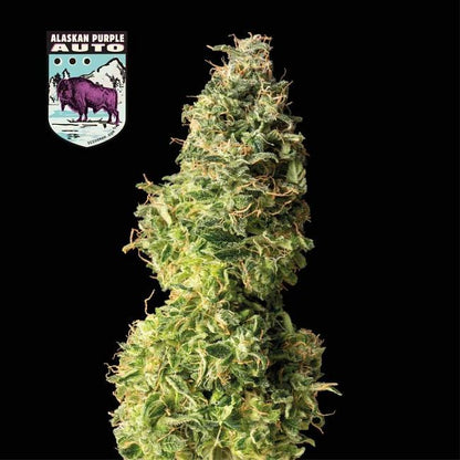 Alaskan Purple Auto Feminised Seeds