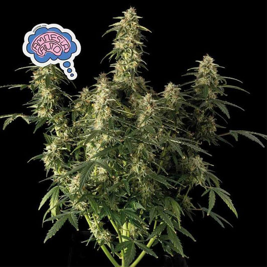 Feminisierte Amnesia Auto-Samen