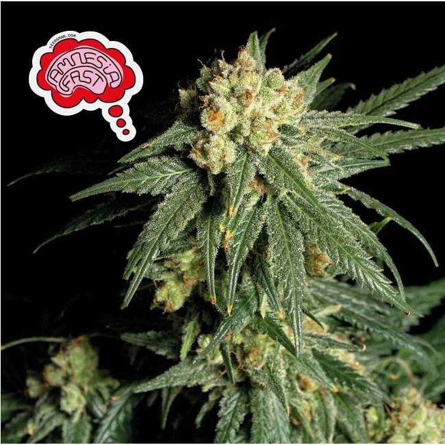 Amnesia FAST Feminised Seeds