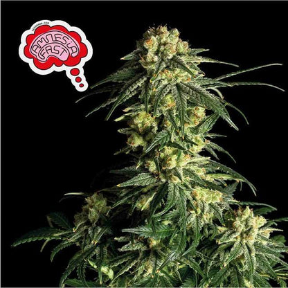 Amnesia FAST Feminised Seeds