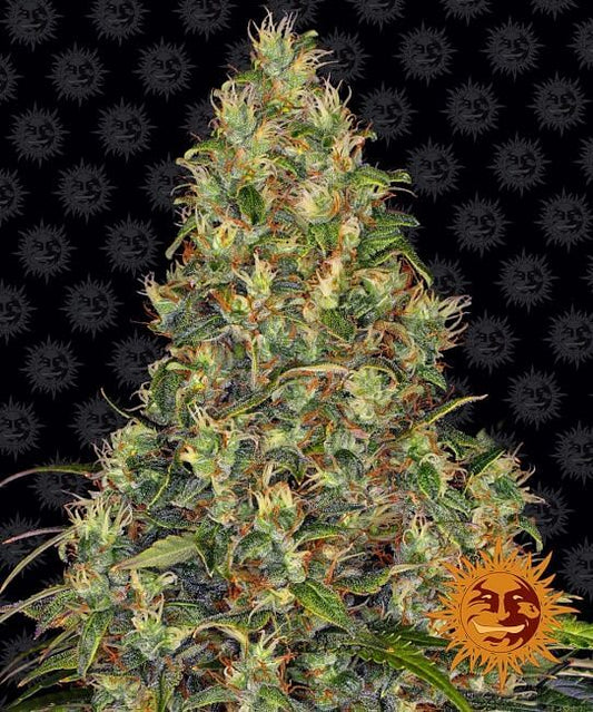 Amnesia Haze Auto Feminised Seeds