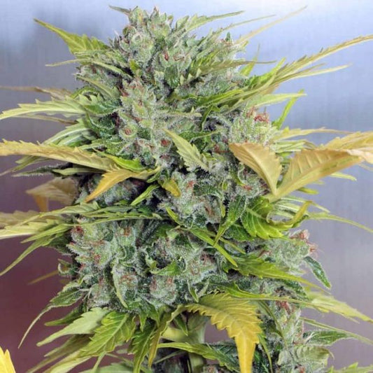 AK-47 Auto Feminised Seeds