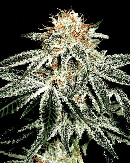 Feminisierte White Widow-Samen 