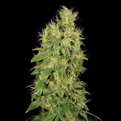 Chronic CBD Feminised Seeds