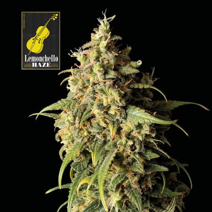 Lemonchello Haze Feminised Seeds