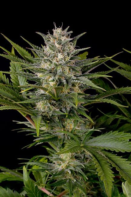 Pineapple Skunk Feminised Seeds