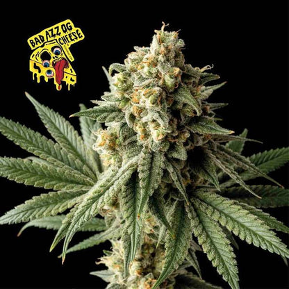 Badazz OG Cheese Feminised Seeds